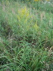 Solidago × niederederi