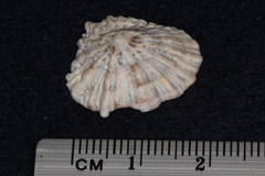 Siphonaria australis
