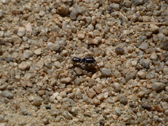 Bagrada hilaris