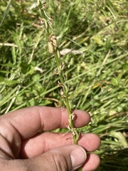 Platanthera dilatata leucostachys