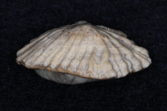 Siphonaria australis