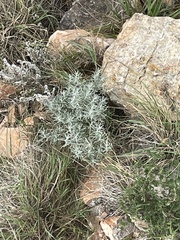 Artemisia ludoviciana