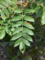 Sorbus scopulina