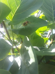Polistes dominula