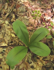Clintonia umbellulata
