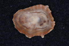 Siphonaria australis