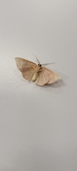 Cosymbiini