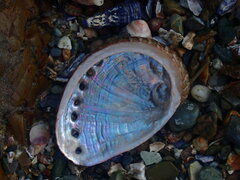 Haliotis coccoradiata