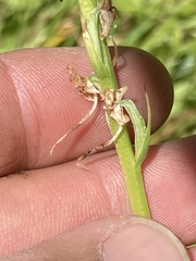 Platanthera dilatata leucostachys