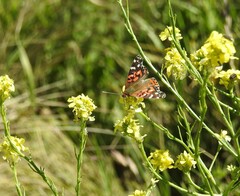 Vanessa braziliensis