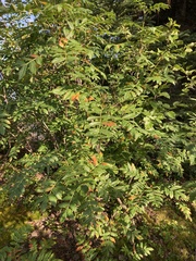 Sorbus scopulina