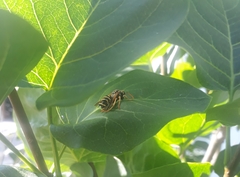 Polistes dominula