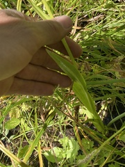 Platanthera dilatata leucostachys
