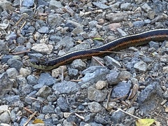 Thamnophis elegans terrestris