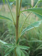 Solidago × niederederi