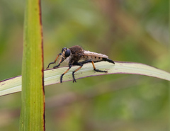 Promachus rufipes