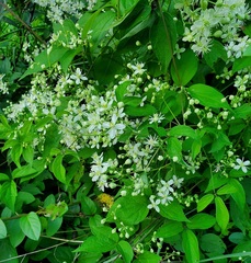 Clematis virginiana