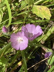 Sidalcea