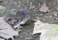 Peromyscus