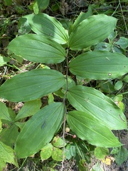 Maianthemum racemosum