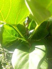 Polistes dominula