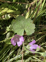 Sidalcea