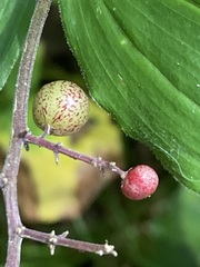 Maianthemum racemosum