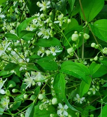 Clematis virginiana