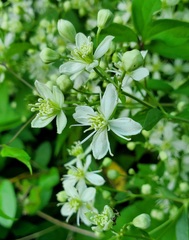 Clematis virginiana