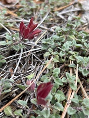 Monardella macrantha macrantha
