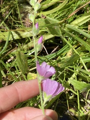 Sidalcea