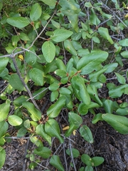 Shepherdia canadensis
