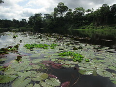 Nymphaea lotus