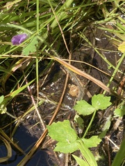 Sidalcea