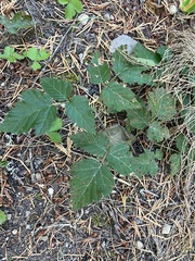 Rubus ursinus