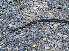 Thamnophis elegans terrestris