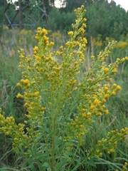 Solidago × niederederi