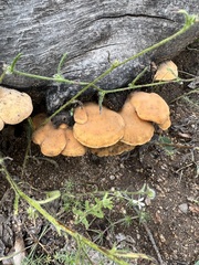 Phyllotopsis nidulans