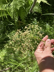 Scirpus microcarpus