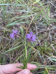 Liatris cylindracea