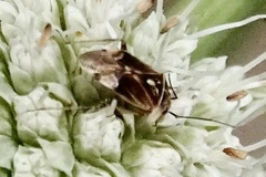 Lygus lineolaris