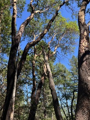 Arbutus menziesii