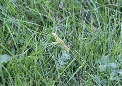 Mantis religiosa
