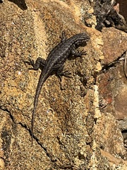 Sceloporus graciosus vandenburgianus