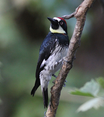 Melanerpes formicivorus