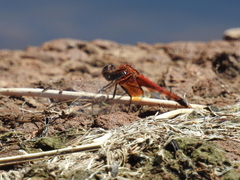 Erythrodiplax corallina