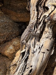 Sceloporus graciosus vandenburgianus