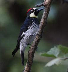 Melanerpes formicivorus