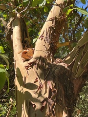 Arbutus menziesii