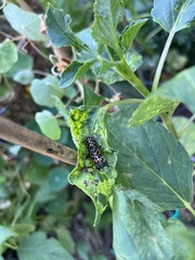 Murgantia histrionica